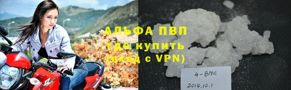 сатива Новозыбков